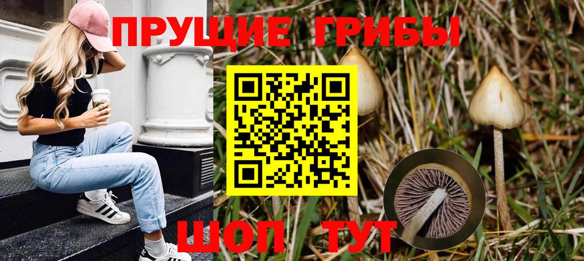Псилоцибиновые грибы Psilocybe Нальчик